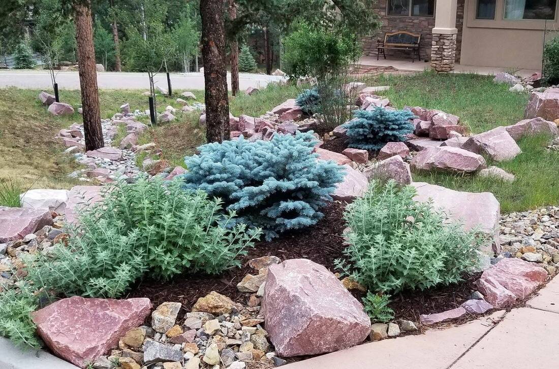 Blue spruce and native shrubs in a boulder and dry creek bed planting